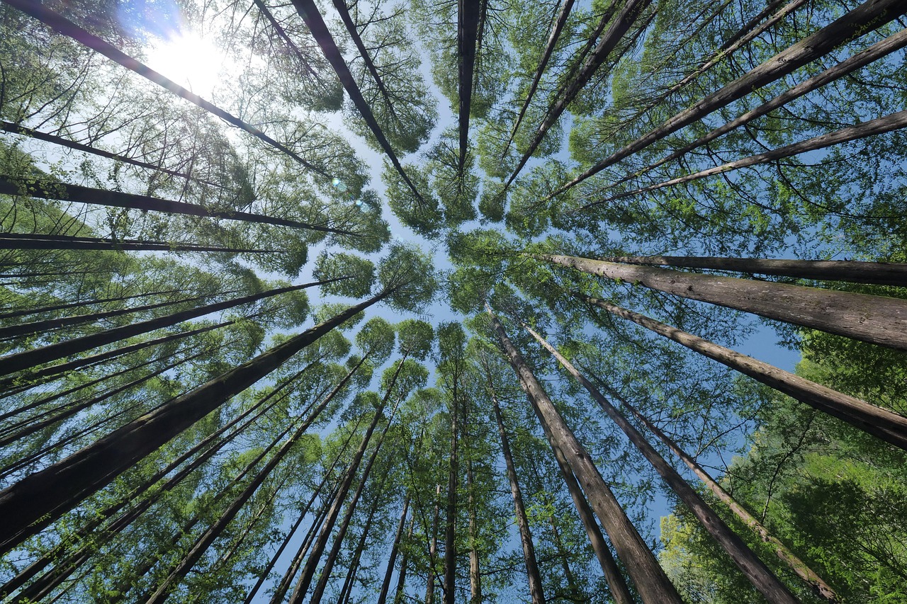 Thinned tree crown with sky visible between the branches